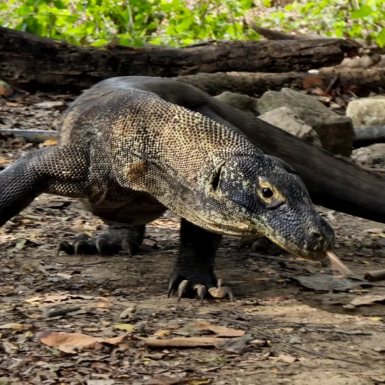 komodo island boat tour 3 days,komodo island tour,komodo tour from labuan bajo