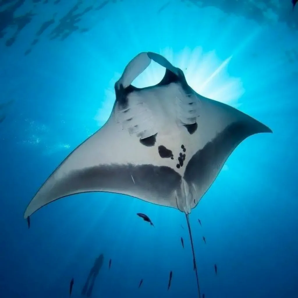 manta rey,manta point labuan bajo